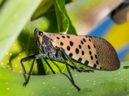 The Spotted Lanternfly features a smooth, elongated body with a mottled appearance, characterized by an intricate design of black spots and a pair of strikingly colorful wings.