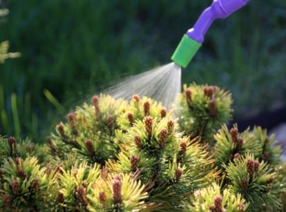 A dwarf mountain pine plant receives a refreshing spray of water under the warm sunlight.
