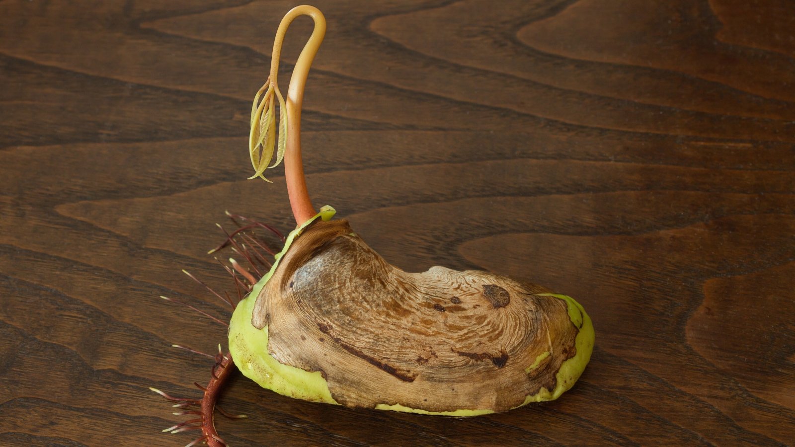 Brown Mangifera indica embryo sprouting long pale root with small shoot on wooden surface.
