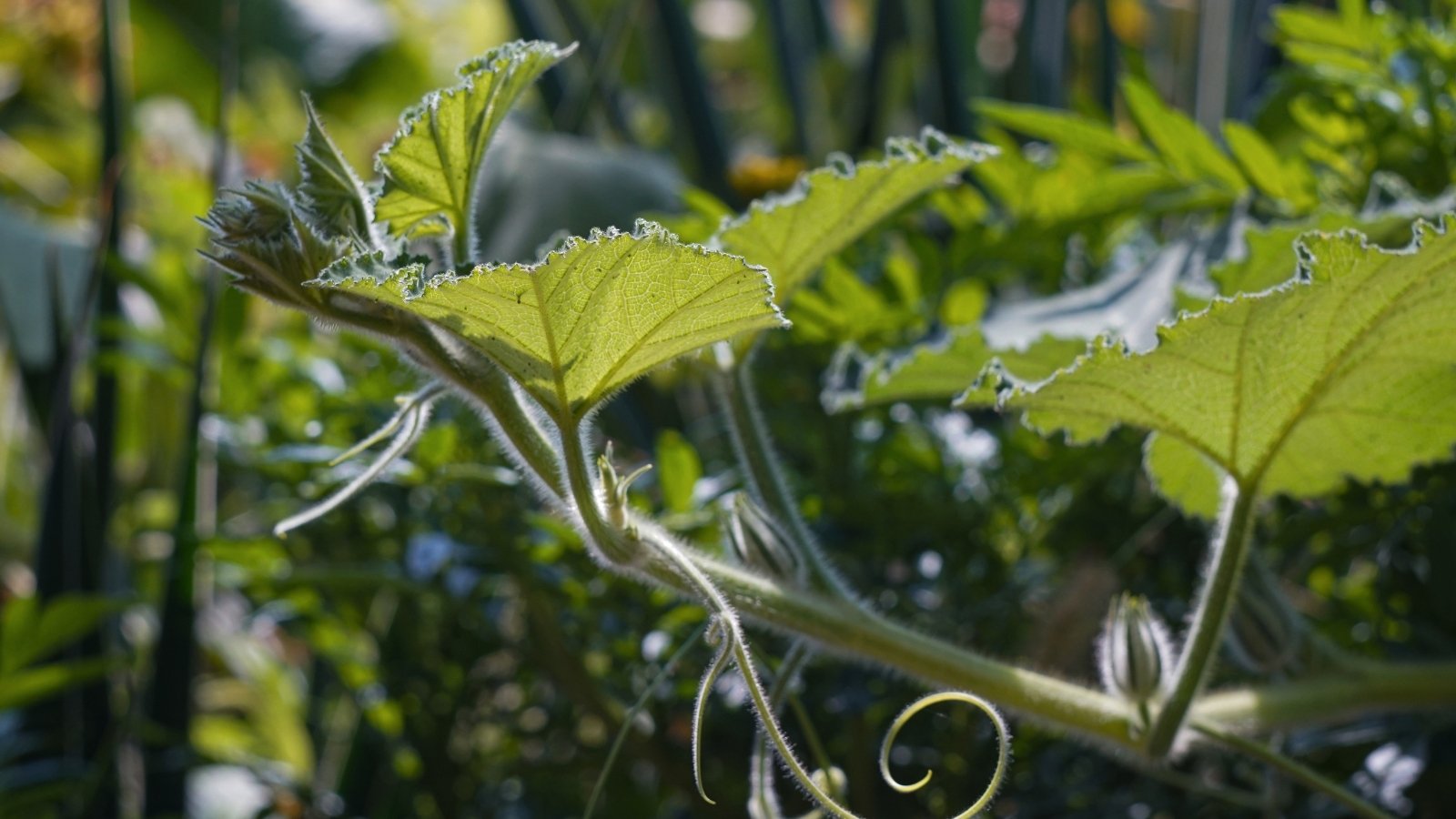 Large, lobed Squash Cucurbita spp. leaves with deep green hues and fuzzy surfaces.