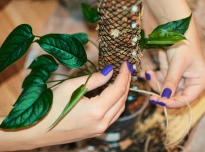 A woman attaches a vining houseplant with heart-shaped, glossy leaves variegated in green and silver, around a supporting stake - moss pole.