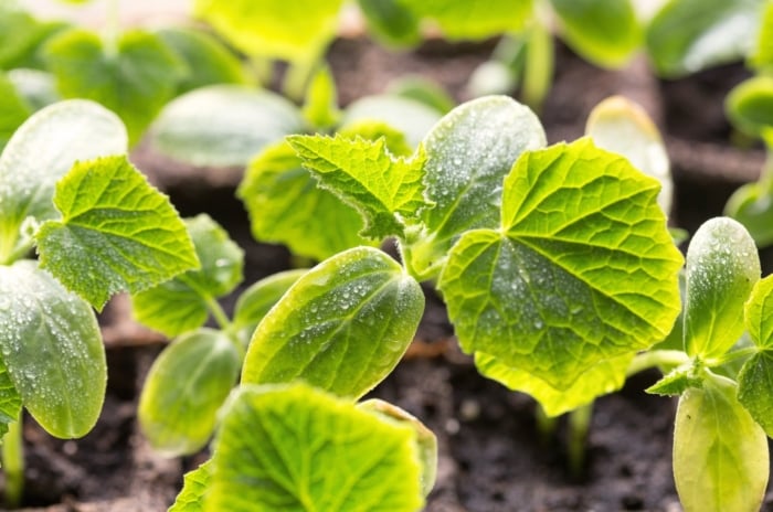 Close-up of young cucumber seedlings in a starter tray grown from seeds, on a sunny windowsill.