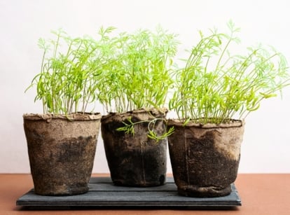 Starting dill seeds indoors; three wet peat pots on the table hold young dill seedlings with tall, slender green stems and delicate, feathery leaves spreading in a soft, airy pattern.