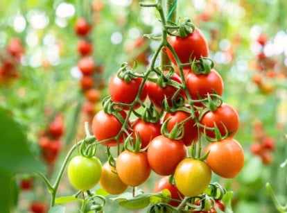 A vigorous vining tomato plant to start sown in April, with slender stems and curling tendrils bears clusters of small, glossy red cherry tomatoes nestled among jagged, deep green leaves.