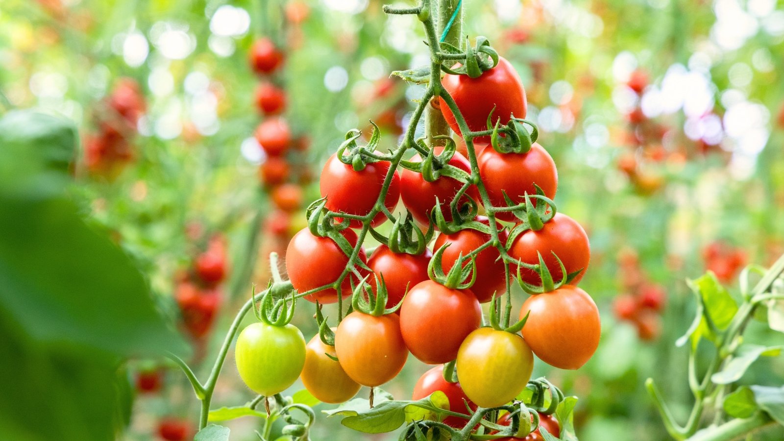 A vigorous vining tomato plant to start sown in April, with slender stems and curling tendrils bears clusters of small, glossy red cherry tomatoes nestled among jagged, deep green leaves.