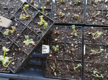 Starting seeds indoors