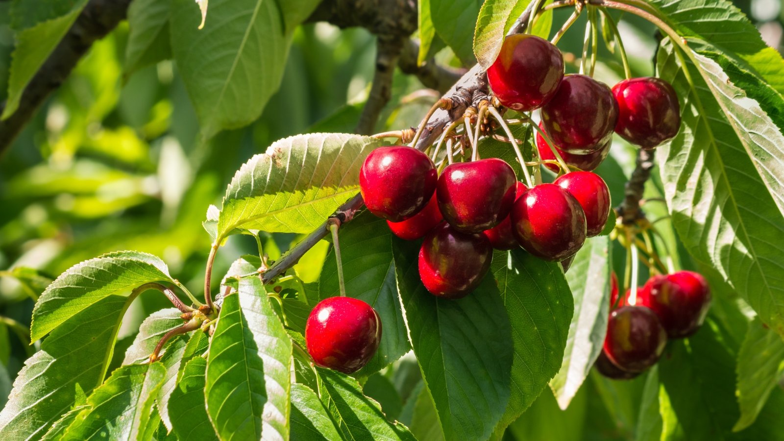 Juicy, dark red cherries with a round, plump shape cluster along woody stems, framed by lush green leaves.
