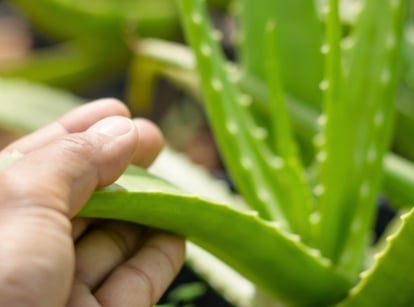 Close up of a man's hand checking sticky aloe leaves.