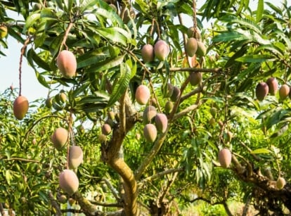 The Mango ‘Glenn’ tree showcases dense, glossy green leaves on its branches, adorned with clusters of smooth, yellowish-pink fruits that hang invitingly.