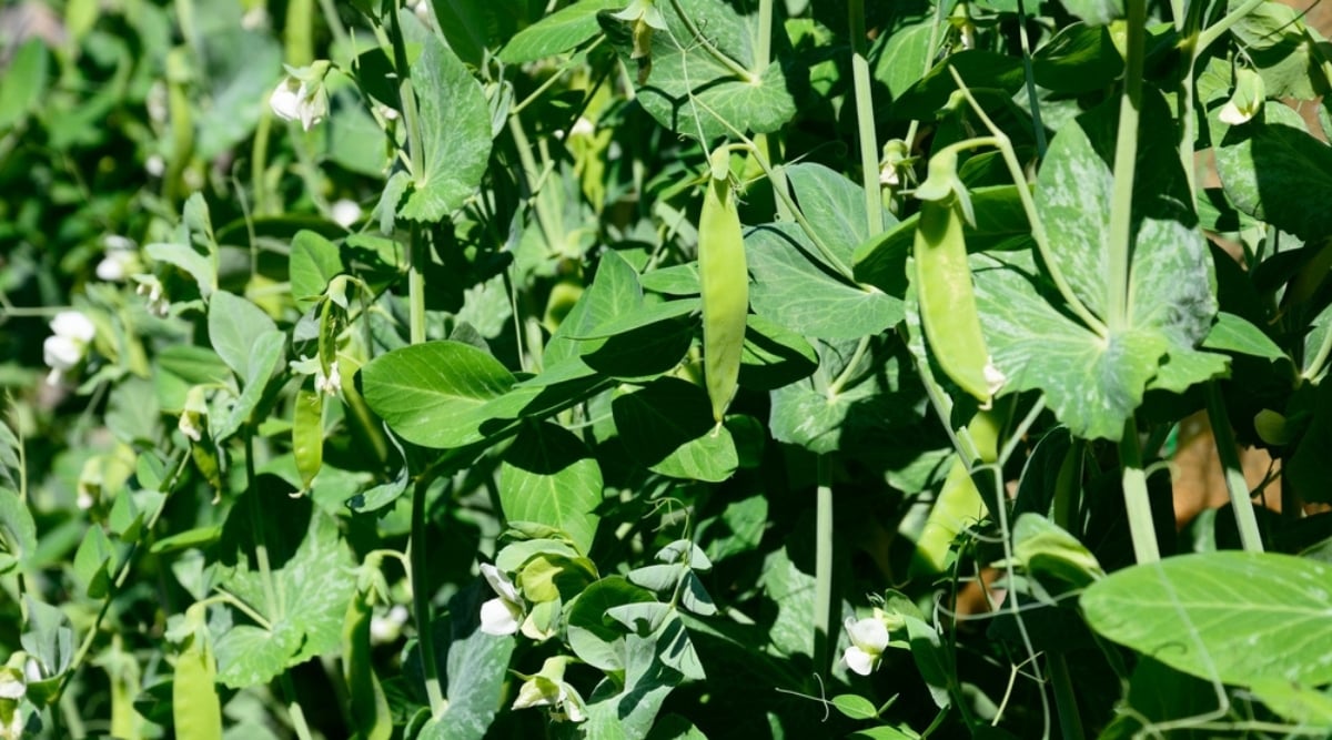 Vining sugar snap pea plants growing on a sunny day. The leaves are green and ovate with light green veins. The vegetables are green, elongated, and flat.