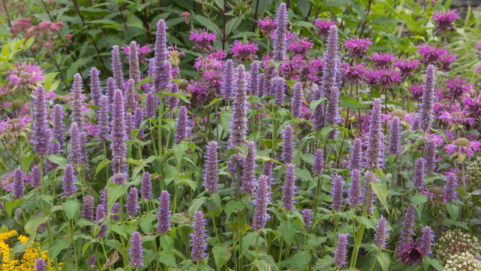Tall purple anise hyssop flowers stand gracefully above foliage, creating a striking contrast in color.