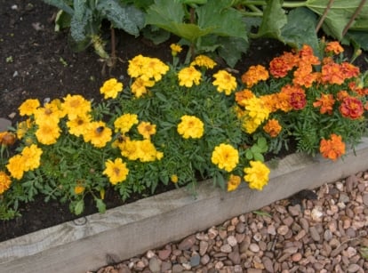 Yellow and orange French marigolds bloom vibrantly amid green leaves in a wooden raised bed.