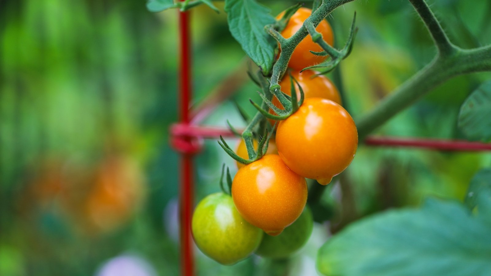 Tall, vining plant with feathery green leaves and cascading clusters of small, golden-orange cherry tomatoes.
