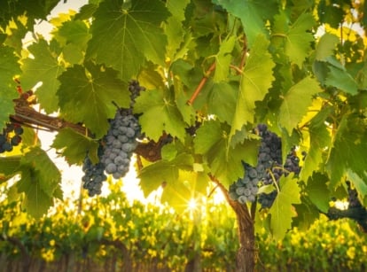 Bright green Vitis vinifera leaves filter sunlight, with small purple fruit clusters hanging below.