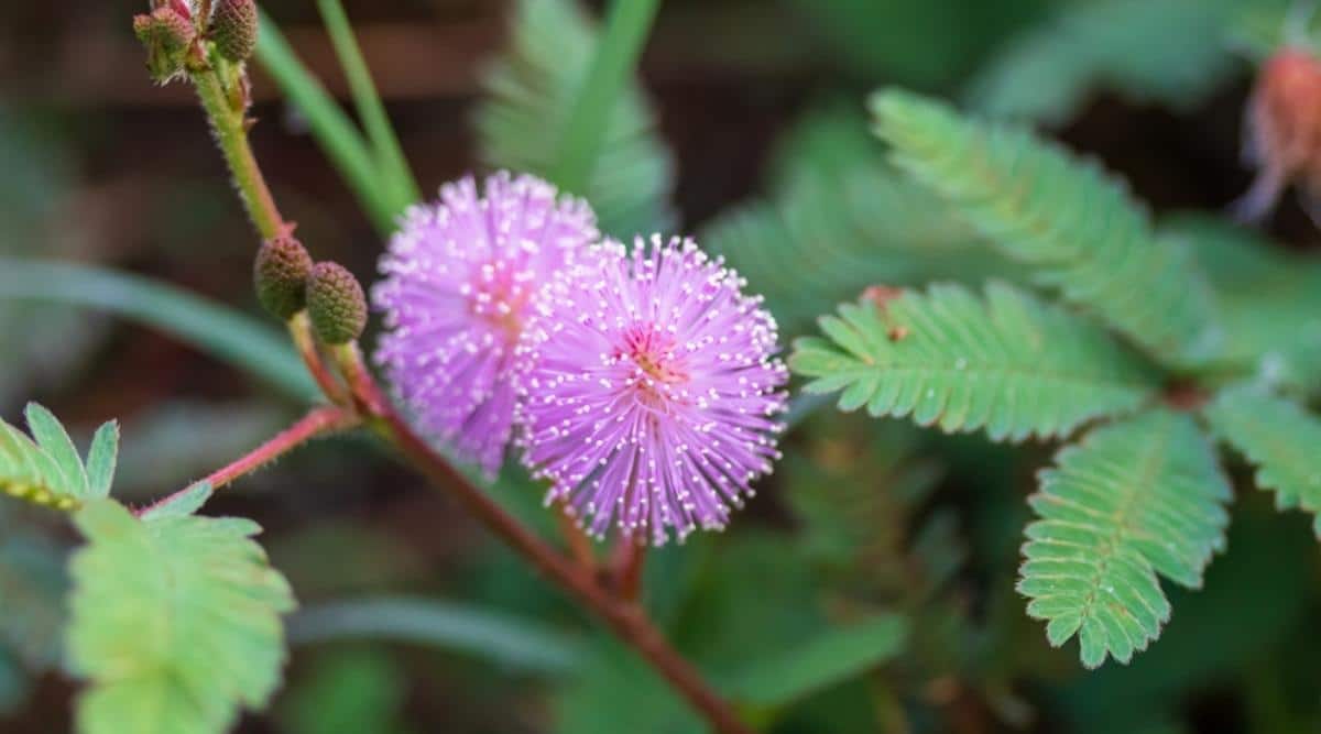 Sunshine Mimosa
