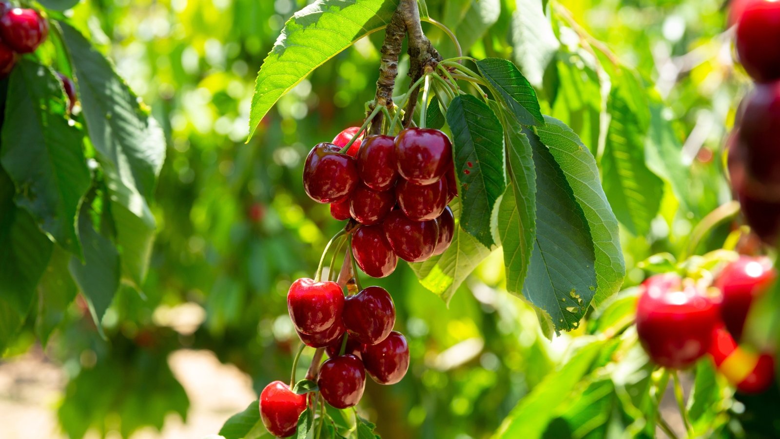 Plump, richly colored cherries dangle from arching branches, their smooth, sun-kissed skins contrasting with the lush green foliage surrounding them.