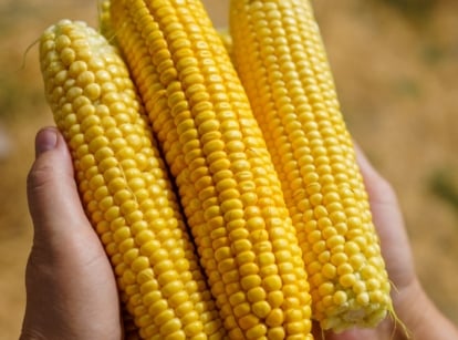 Sweet corn planting tips. Peeled sweet corn cobs with rows of bright yellow kernels, in farmer's hand.