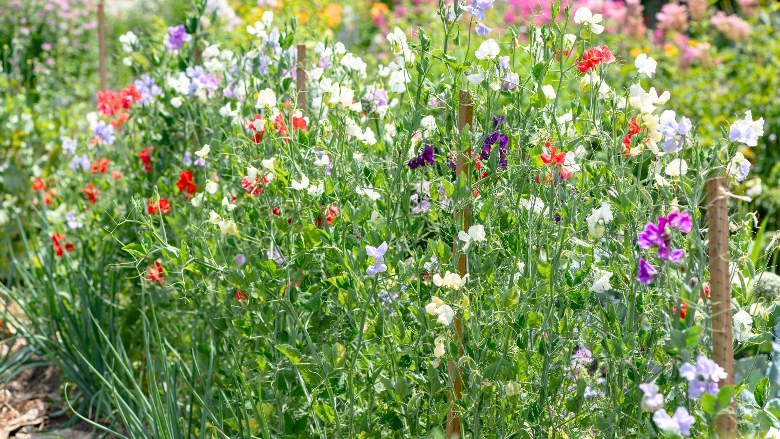 Delicate, floating blooms in a range of colors including white, red, purple, and soft lavender, with long, curling tendrils and soft green leaves trailing from climbing stems, climbing along wired wooden stakes.