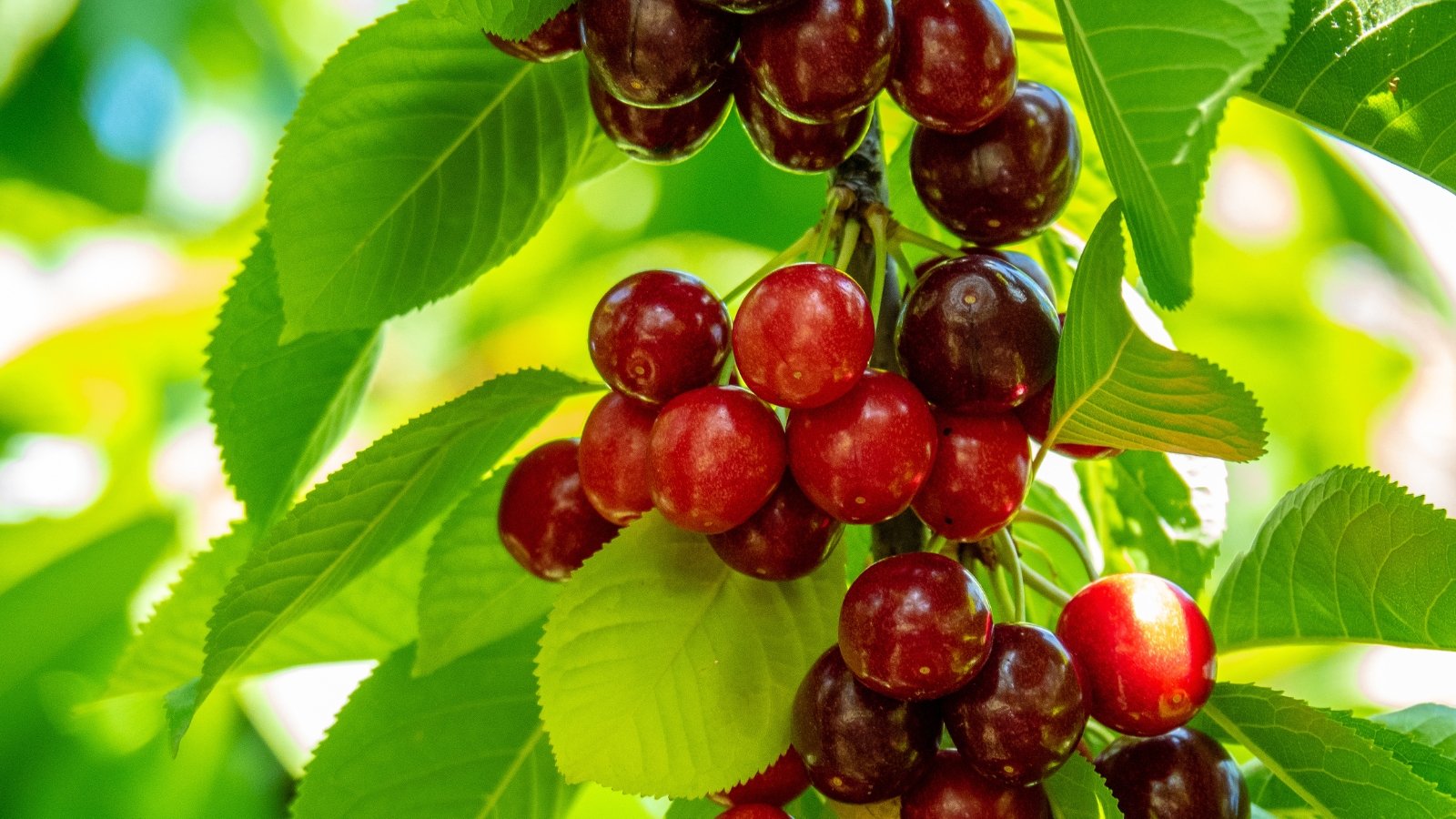 Plump, bright red cherries with a slightly heart-shaped form hang in compact groups, surrounded by vibrant green foliage.
