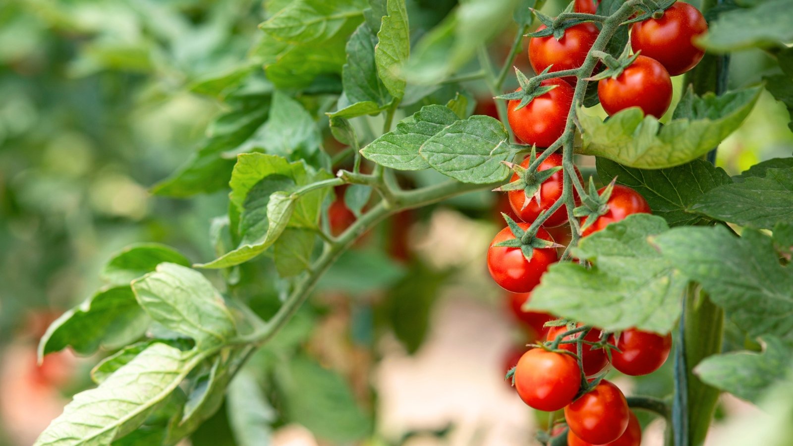 Dense green foliage surrounds trailing vines laden with firm, round cherry tomatoes in glossy red clusters hanging on delicate stems.