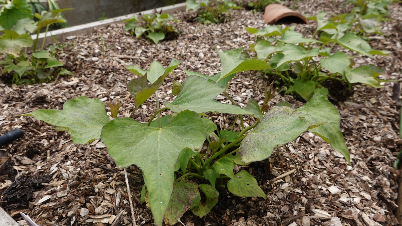 Large, lobed Squash Cucurbita spp. leaves with deep green hues and fuzzy surfaces.