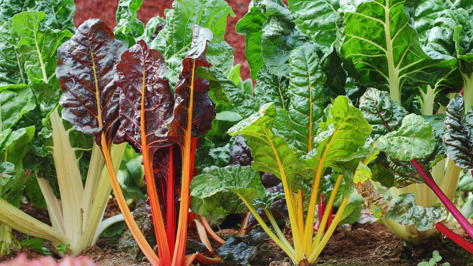 A vibrant mix of Swiss Chard Beta vulgaris subsp. cicla with large, crinkled leaves in dark green shades.