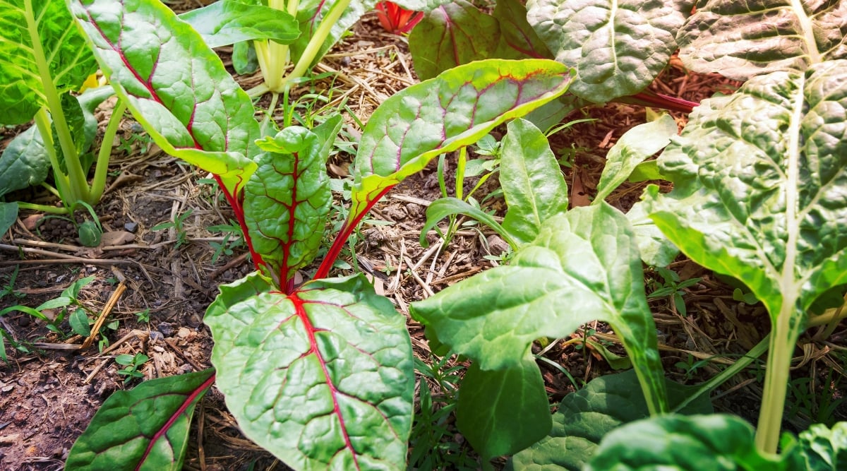 Highly textured leafy green vegetables growing in the garden. The soil is brown and covered in straw mulch. The stems of the vegetables are bright red, and so are the veins throughout the leaves.