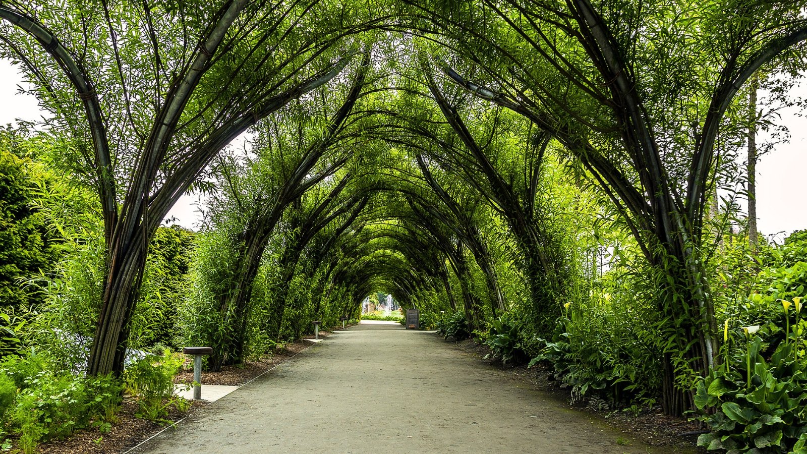 View of the formal garden that features tall trees growing symmetrically along a long paved path, their branches intertwining to form an arched tunnel, creating a majestic and enchanting passage.