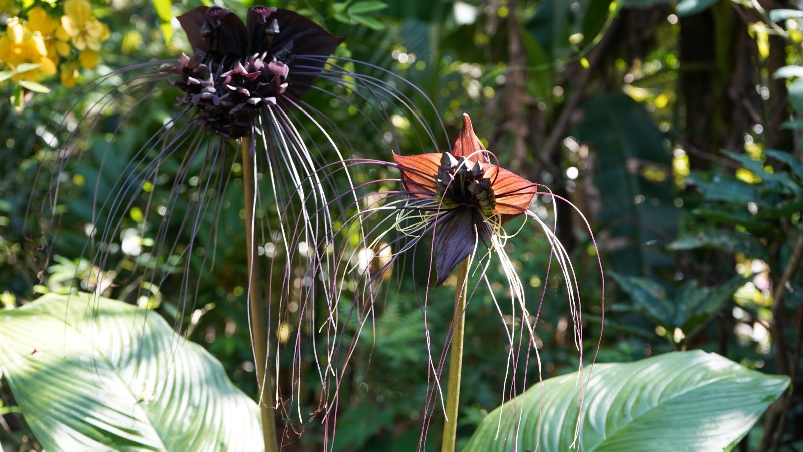 Exotic, bat-shaped blooms in near-black with long whisker-like filaments emerge above lush, dark green foliage.
