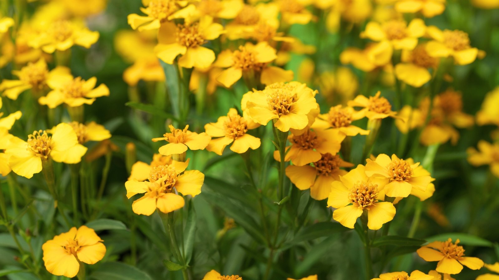 Upright, branching stems hold narrow, lance-shaped green leaves, while small, bright yellow flowers bloom in dense clusters at the tips.
