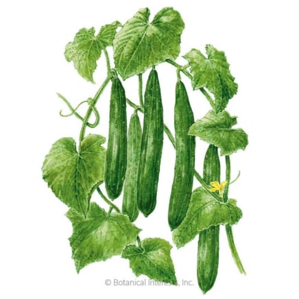 Tasty Green Cucumber Seeds