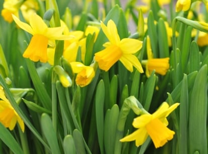 Blooming Tête à Tête daffodils featuring compact, golden blooms with a central cup and six petal-like tepals rise above graceful, sword-like foliage.