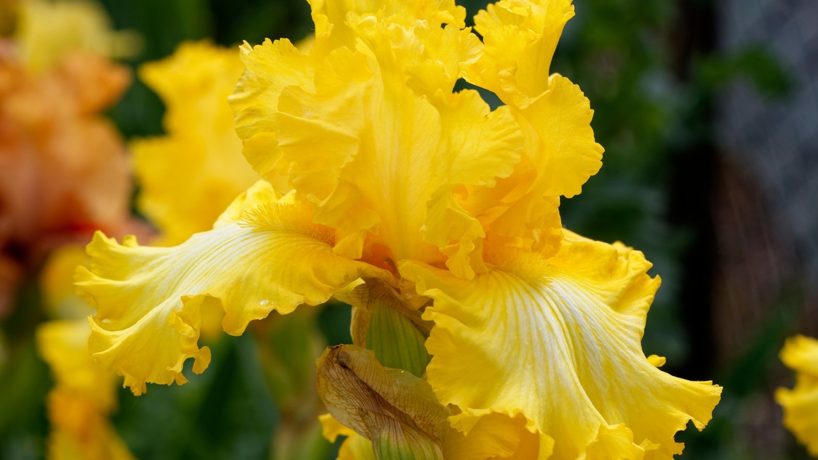 A blend striking of golden-yellow and white, with broad, flaring lower petals beneath upright petals, accented by a thick, rust-orange fuzzy patch.