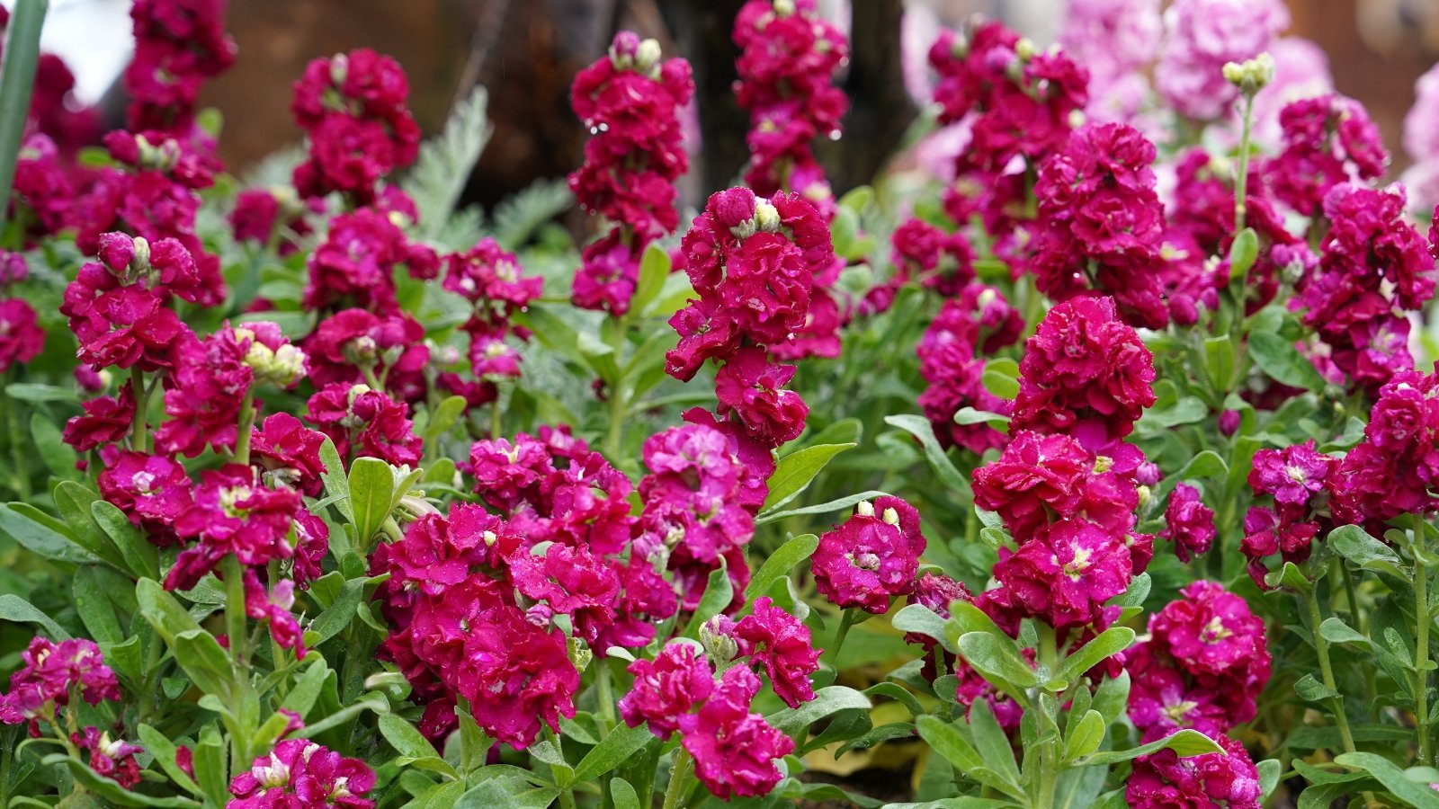 Violet stock flowers surrounded by lush green leaves, creating a harmonious botanical arrangement.