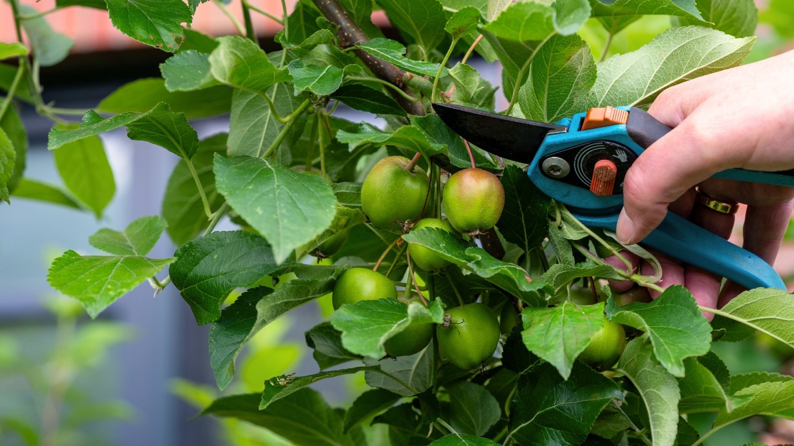 A gardener with pruning shears thins out green unripe fruits on an apple tree in an orchard.