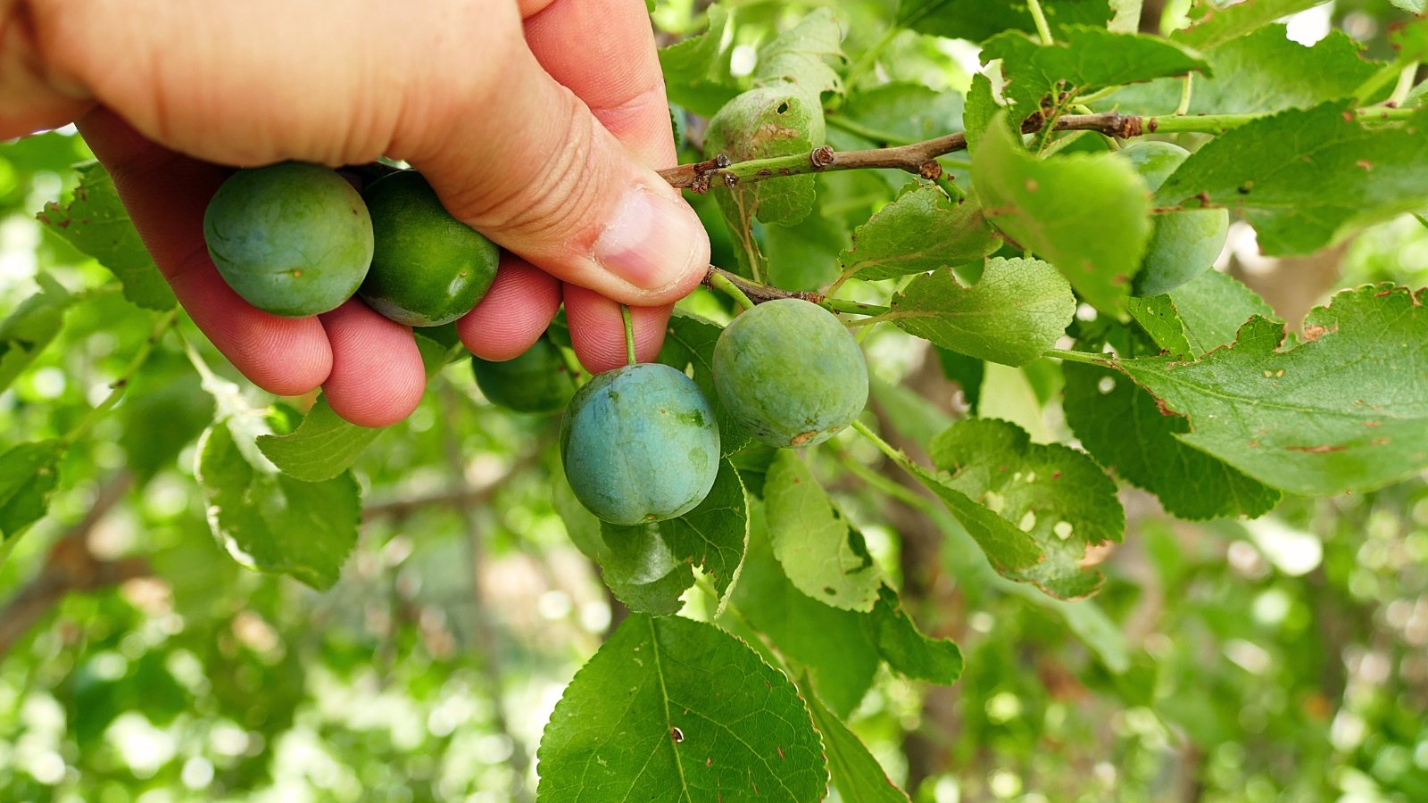 A woman picks small, round unripe plum fruits with smooth green skin dangle from a slender branch, nestled among vibrant green leaves.