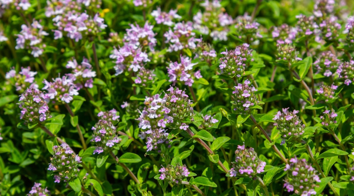 Close-up of a flowering Thymus serpyllum plant. This creeping thyme forms dense, mat-like carpets of tiny, ovate leaves that are green. The plant produces clusters of small, tubular flowers in the shade of lavender.