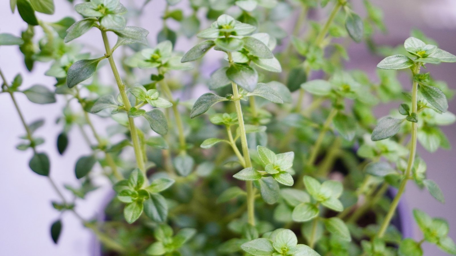 Close-up of English thyme with small, bright green leaves growing densely on thin, woody stems.