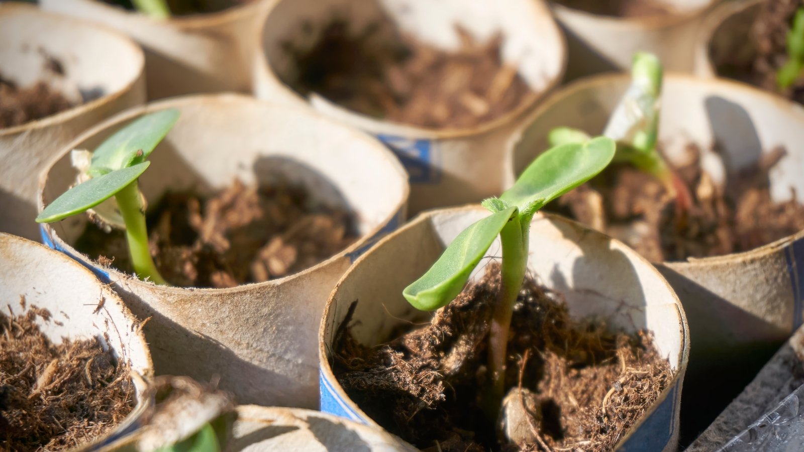 Small green seedlings with pointed leaves sprout from circular containers filled with a dark mixture, the tender plants emerging and showing early signs of growth as they sit in an organized arrangement, receiving nurturing care.