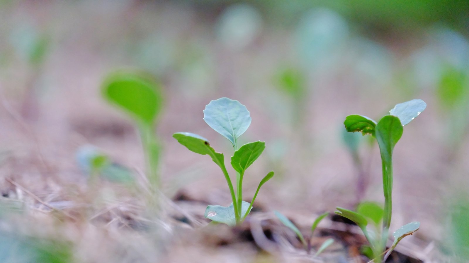 Small green seedlings with rounded leaves sprouting from moist soil, showing early stages of growth.