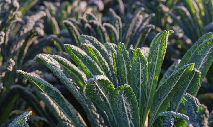Tips of dinosaur kale leaves