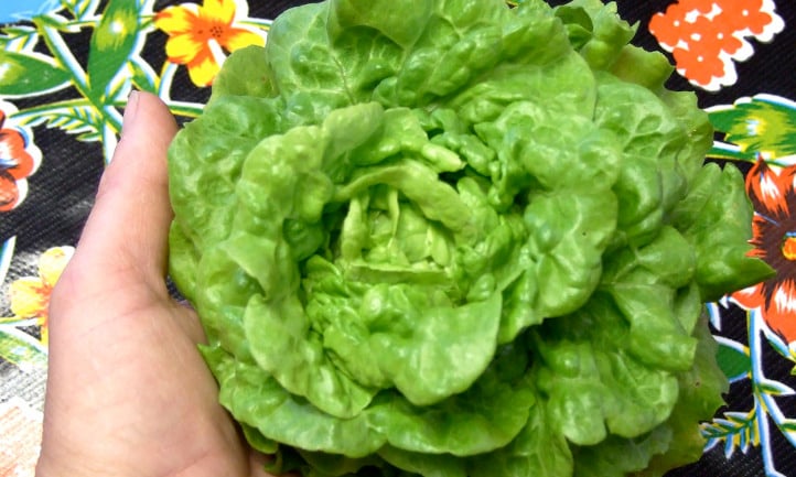 Tom Thumb lettuce