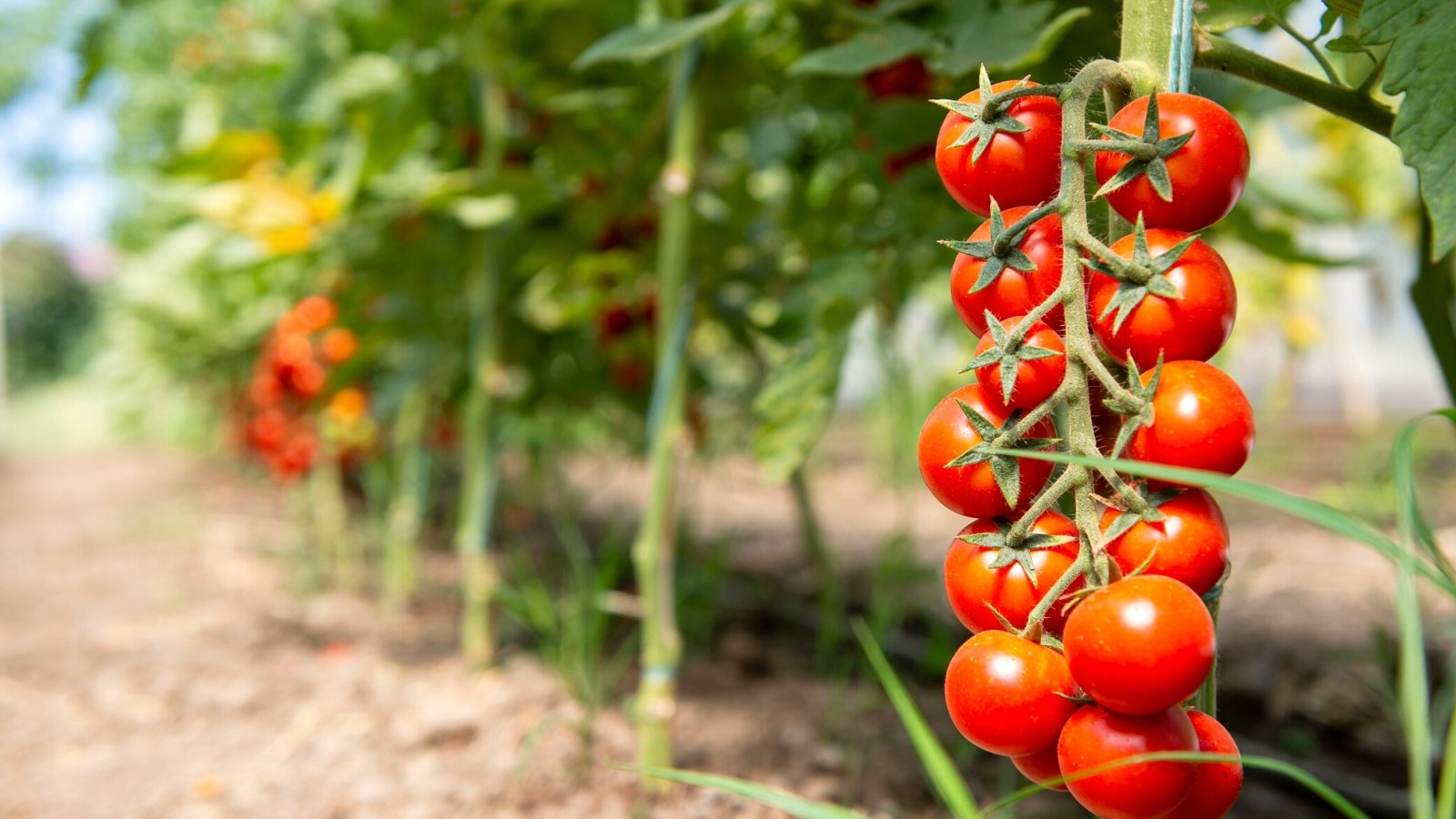 Tomato grow faster. Cherry tomatoes have slender, vining stems adorned with bright green, serrated leaves. These leaves are medium-sized and alternate along the stems. The small, round fruits, bright red, grow in clusters.