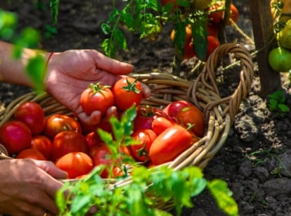 Harvesting ripe red tomatoes grown using a tomato growing strategy, a gardener places them into a large wicker basket in a sunny garden.