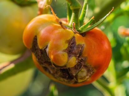 A close-up of a large ripening tomato of a bright red-orange color with problems in the form of a deformed fruit shape and brown spots.