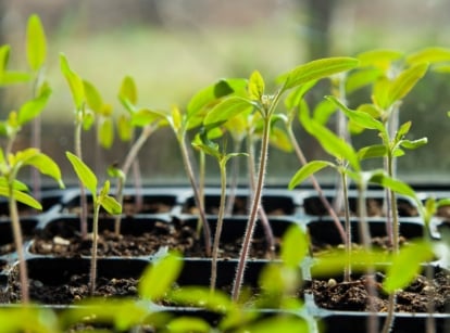 Close-up of young tomato seedlings in a seed starter tray, possessing thin, hairy gray-pink stems and pairs of narrow, elongated cotyledons.