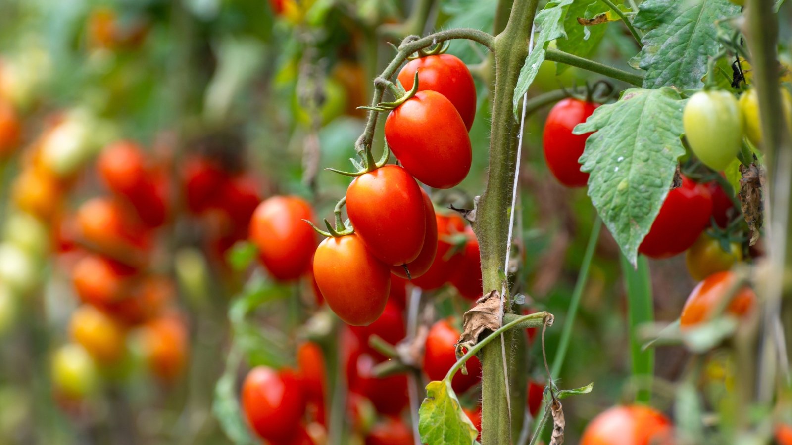 Oval, plump fruits in shades of red develop along thick, leafy green stems, supported by sprawling foliage.