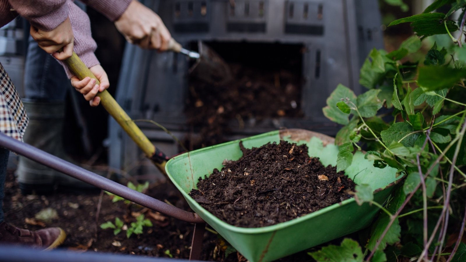 A person in a long-sleeved shirt pushes a green wheelbarrow filled with rich, dark soil near green foliage.