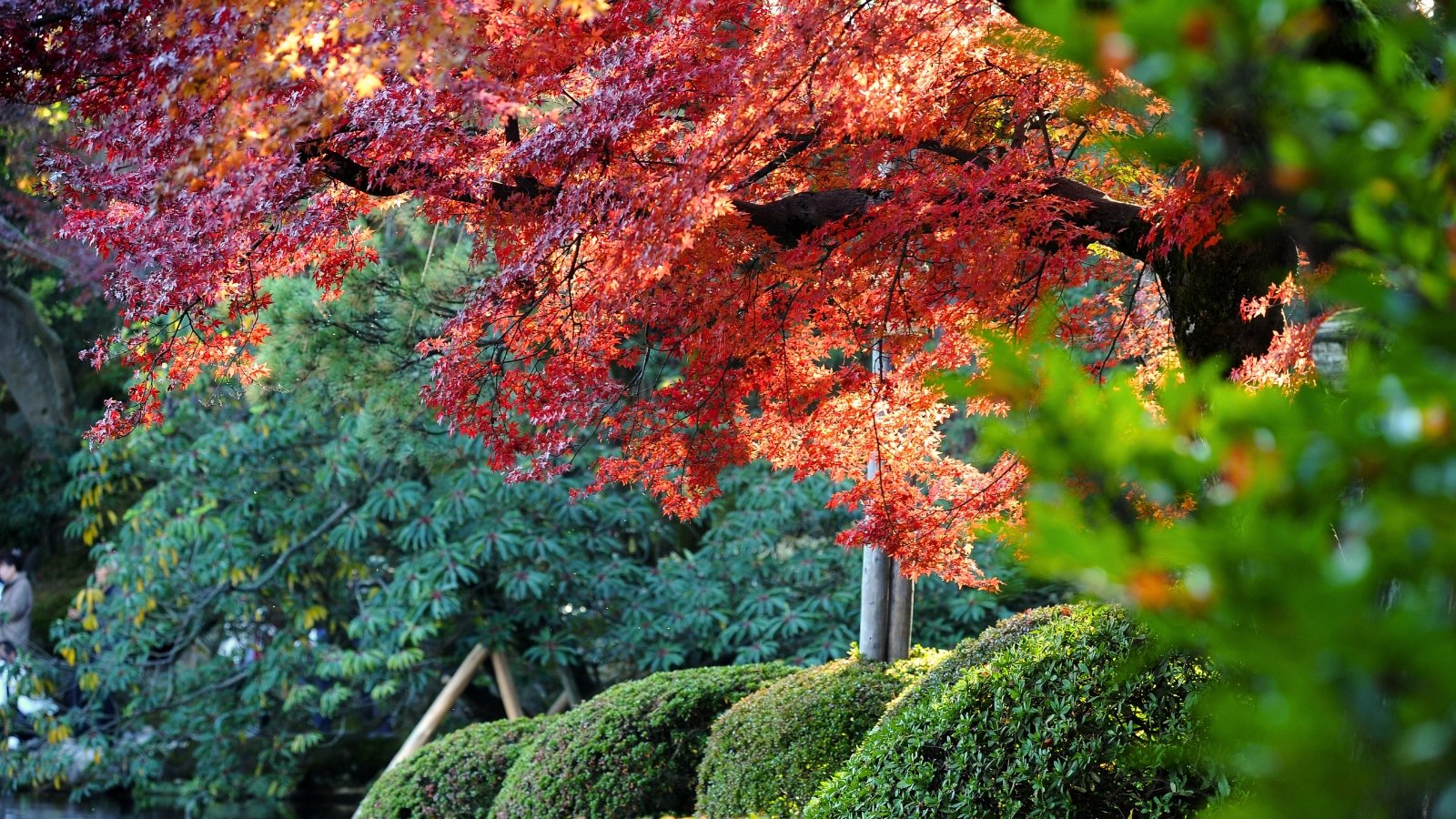 A view of the garden with neatly trimmed round boxwood bushes and trees with bright red autumn foliage against a background of evergreens.