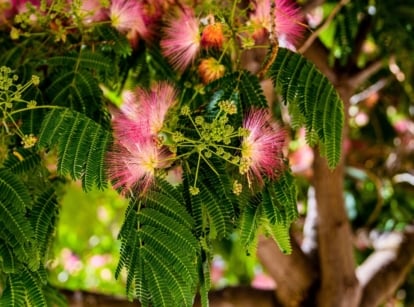 Trees shrubs April. Silky, pinkish pom-pom flowers bloom profusely along arching branches, surrounded by delicate, fern-like leaves with fine, elongated leaflets.